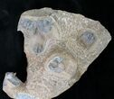 Onnia Trilobite Mass Mortality Plate - El Kaid Rami, Morocco #21537-2